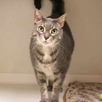 Rajah -  Domestic Short Hair Cat for Adoption in Champaign, Illinois - Rajah | PetCurious