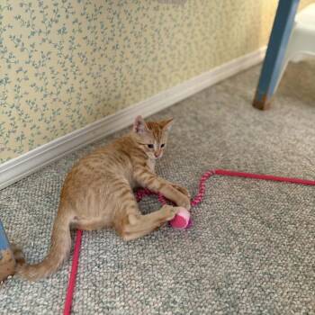 Oak -  Domestic Short Hair Cat for Adoption in Abbotsford, British Columbia - Oak | PetCurious