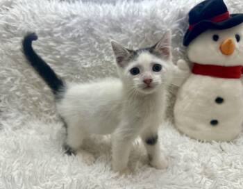 Rescue Turkish Van and Domestic Short Hair Cats for Adoption in Tavares, Florida - Penelope | PetCurious