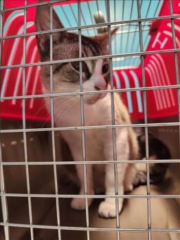 Rescue Siamese Cats for Adoption in Houston, Texas - JUNIPER | PetCurious
