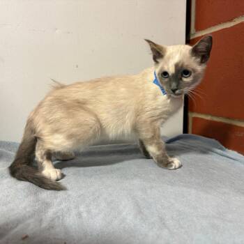 Lucille -  Domestic Short Hair Cat for Adoption in Cabot, Arkansas - Lucille | PetCurious