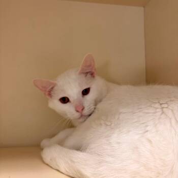 Devon -  Domestic Short Hair Cat for Adoption in Dekalb, Illinois - Devon | PetCurious