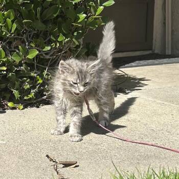 Domestic Medium Hair Cats Available for Adoption - Silver | PetCurious