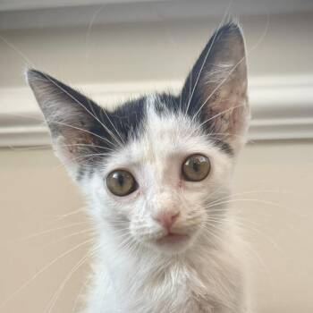 Quinn -  Domestic Short Hair Cat for Adoption in Sarasota, Florida - Quinn | PetCurious