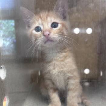 Elmee -  Domestic Short Hair Cat for Adoption in Philadelphia, Pennsylvania - Elmee | PetCurious
