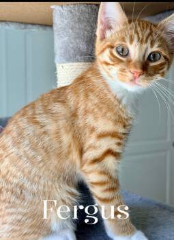 Rescue Domestic Short Hair Cats for Adoption - Fergus/Tolouse | PetCurious