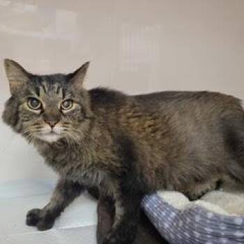 Millie -  Tabby Cat for Adoption in Green Valley, Arizona - Millie | PetCurious