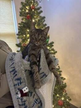 Rescue Domestic Short Hair Cats for Adoption in Lake Tapwingo, Missouri - Rutherford | PetCurious