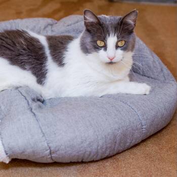 Amelia -  Domestic Short Hair Cat for Adoption in Los Angeles, California - Amelia | PetCurious