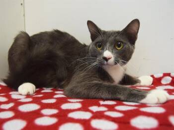 Rescue Domestic Short Hair Cats for Adoption in Sacramento, California - TURTLE | PetCurious