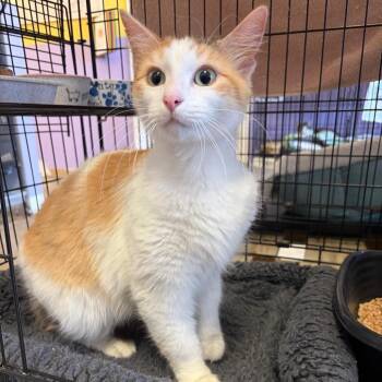 Domestic Medium Hair Cats Available for Adoption in Webster, Texas - Duchess | PetCurious
