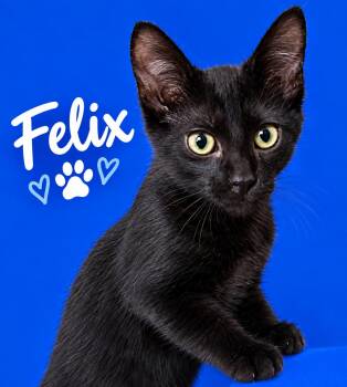 Felix -  Bombay and Domestic Short Hair Cat for Adoption in Wyandotte, Michigan - Felix | PetCurious