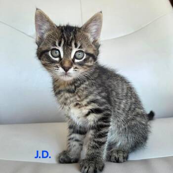 J. D. -  Domestic Short Hair Cat for Adoption in Dekalb, Illinois - J. D. | PetCurious
