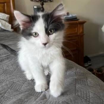 Domestic Short Hair Cats Available for Adoption in Las Vegas, Nevada - Mike | PetCurious