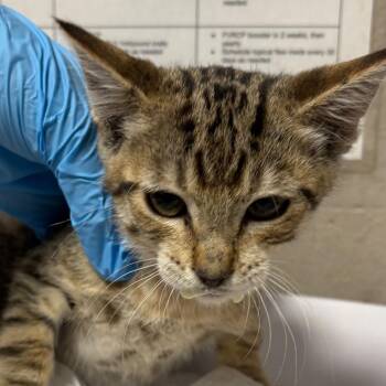 Tina -  Domestic Short Hair Cat for Adoption in Yuma, Arizona - Tina | PetCurious