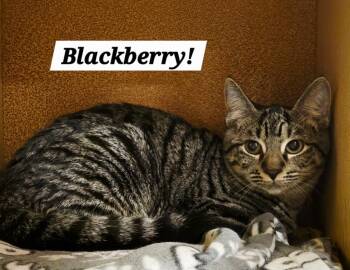 Blackberry -  Domestic Short Hair and Tabby Cat for Adoption in San Antonio, Texas - Blackberry | PetCurious