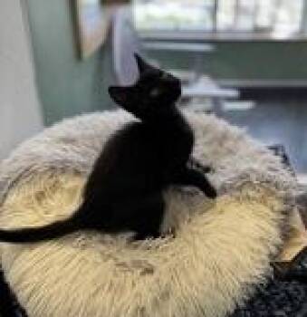 Wiseman -  Domestic Short Hair Cat Available for Adoption in Eagle, Colorado - Wiseman | PetCurious