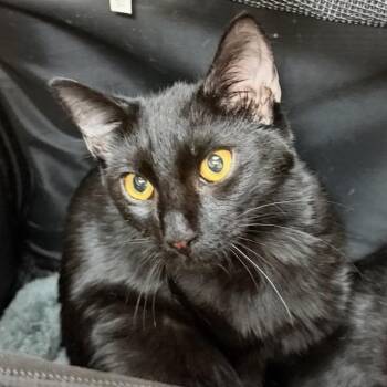 Cody -  Domestic Short Hair Cat for Adoption in Midland, Texas - Cody | PetCurious