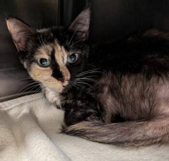 Marble -  Domestic Short Hair Cat for Adoption in Fishers, Indiana - Marble | PetCurious