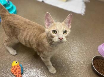 POPPY -  Domestic Short Hair Cat for Adoption in Fort Wayne, Indiana - POPPY | PetCurious