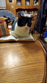 Domestic Short Hair Cats Available for Adoption in Canal Winchester, Ohio - Moo | PetCurious