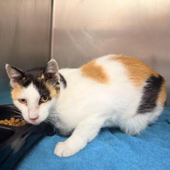 Missy -  Domestic Short Hair Cat for Adoption in Warrensburg, Missouri - Missy | PetCurious