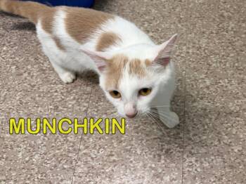 Munchkin 2 -  Domestic Short Hair Cat for Adoption in Plattsburgh, New York - Munchkin 2 | PetCurious
