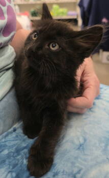 Rescue Domestic Short Hair Cats for Adoption in Campbell, California - Sesame | PetCurious