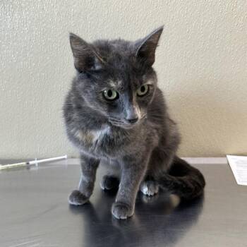 Roya -  Domestic Short Hair Cat for Adoption in Clavet, Saskatchewan - Roya | PetCurious