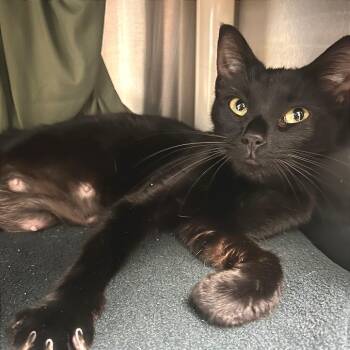 Jasmine -  Domestic Short Hair Cat for Adoption in Hendersonville, North Carolina - Jasmine | PetCurious