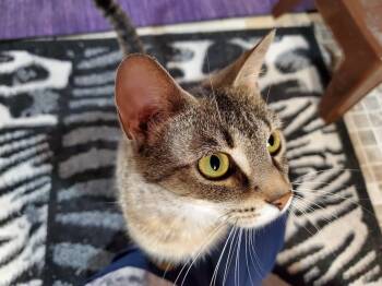 Domestic Short Hair and Tabby Cats Available for Adoption in Cincinnati, Ohio - Haley | PetCurious
