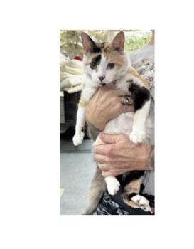 Callie -  Domestic Short Hair Cat for Adoption in Portsmouth, Ohio - Callie | PetCurious