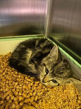 Wallie -  Domestic Short Hair Cat for Adoption in Jackson, Tennessee - Wallie | PetCurious
