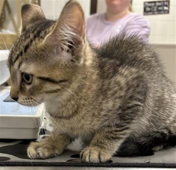 Domestic Short Hair Cats Available for Adoption in Derwood, Maryland - PLUTO | PetCurious