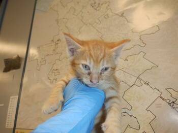 Domestic Short Hair Cats Available for Adoption in San Jose, California - NACHO | PetCurious