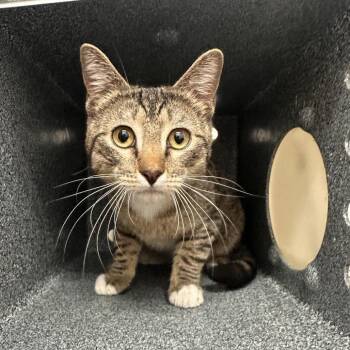 Domestic Short Hair Cats Available for Adoption in Edinburg, Texas - Miku (Ripley) | PetCurious