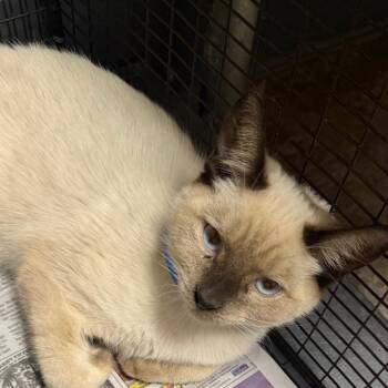 Dobby -  Domestic Short Hair Cat for Adoption in Yuma, Arizona - Dobby | PetCurious