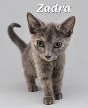 Zadra -  Dilute Tortoiseshell Cat for Adoption in Monroeville, Pennsylvania - Zadra | PetCurious