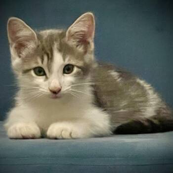 Max Dean -  Domestic Medium Hair Cat for Adoption in Liverpool, Texas - Max Dean | PetCurious