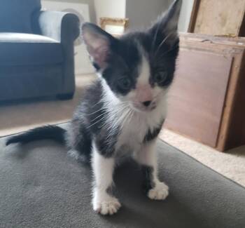 Finn -  American Shorthair Cat for Adoption in Carrollton, Texas - Finn | PetCurious