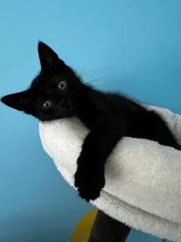 Rescue Domestic Short Hair Cats for Adoption in Greenville, Delaware - Jett (FCID# 10/29/2025 - 5 Middletown PS) KC | PetCurious