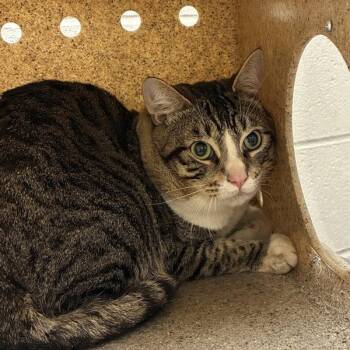 Bronze (mcas) -  Domestic Short Hair Cat for Adoption in Troutdale, Oregon - Bronze (mcas) | PetCurious