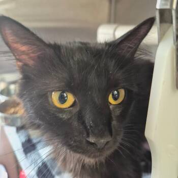 Persephone -  Domestic Medium Hair Cat for Adoption in Kingman, Kansas - Persephone | PetCurious