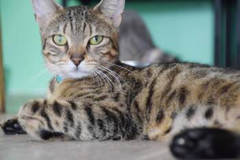 CLEO -  Tabby Cat for Adoption in Margate, Florida - CLEO | PetCurious