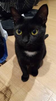 Rescue Domestic Short Hair Cats for Adoption in New York, New York - TRINITY - | PetCurious