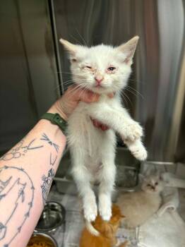 Jolly -  Siamese and Domestic Medium Hair Cat for Adoption in New Braunfels, Texas - Jolly | PetCurious