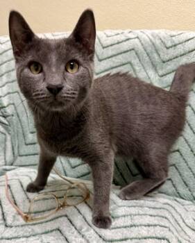 Jeremy -  Domestic Short Hair Cat for Adoption in Gary, Indiana - Jeremy | PetCurious