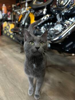 Domestic Short Hair Cats Available for Adoption in Clifton, New Jersey - Cerys Coming In | PetCurious