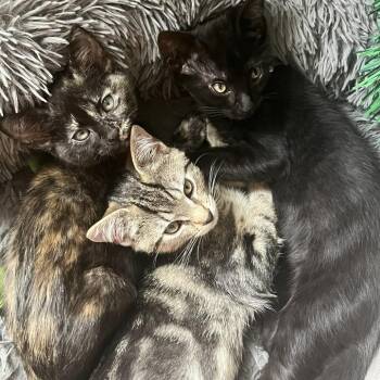 Cameron -  Domestic Short Hair Cat for Adoption in Harrisonburg, Virginia - Cameron | PetCurious