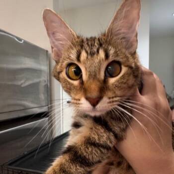 Luna 2 -  Domestic Short Hair Cat for Adoption in Cumming, Georgia - Luna 2 | PetCurious